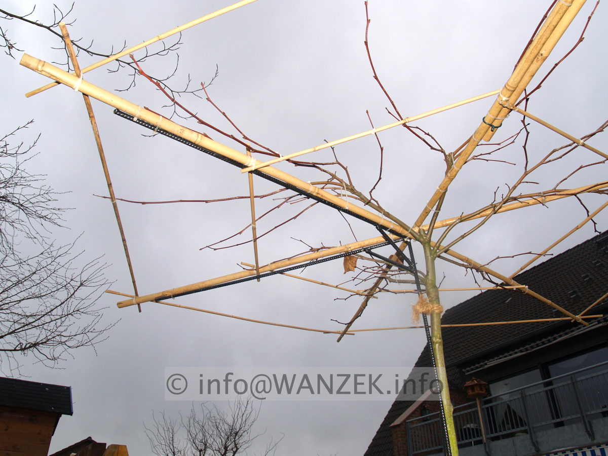 Gestell Dachplatanen 1.jpg